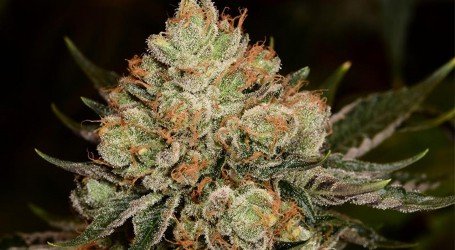 אליאן אוג’י – Alien OG
