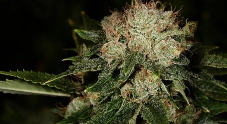 ברוס בנר – Bruce Banner