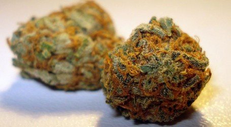 קליפורניה אורנג’ – California Orange