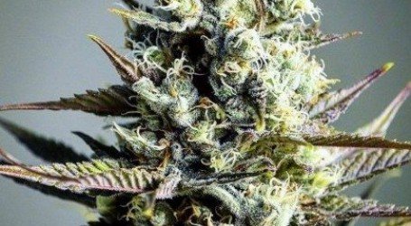 קריטיקל קוש – Critical Kush