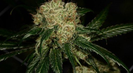 דאצ’ טריט – Dutch Treat