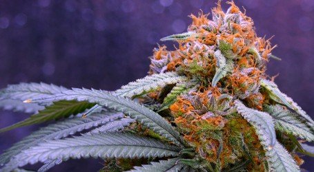 גראנדדי פרפל – Granddaddy Purple