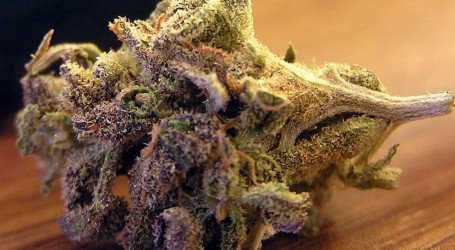 גרייפ אייפ – Grape Ape