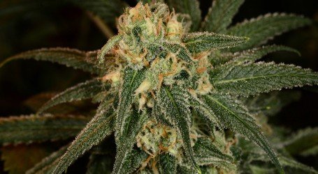 גרין קראק – Green Crack