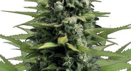 למון הייז – Lemon Haze