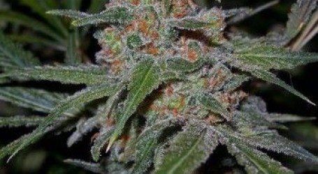 למון סקאנק – Lemon Skunk