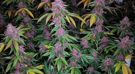 פרפל הייז – Purple Haze