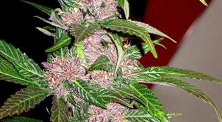 פרפל פאוור – Purple Power