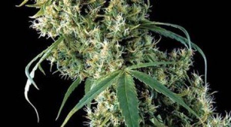 סילבר הייז – Silver haze