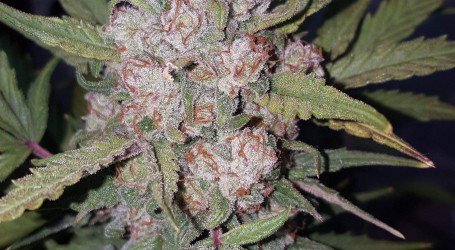 סטארדוג – Stardawg