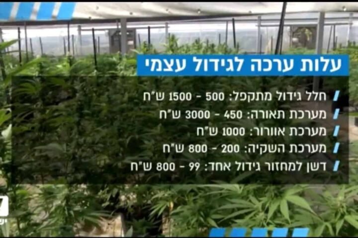 גידול קנאביס – עליה במכירת ערכות בעקבות שינוי המדיניות