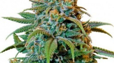 ליברטי הייז – Liberty Haze