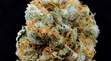 סטרוברי בננה – Strawberry Banana