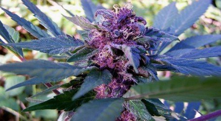 בלוברי – Blueberry
