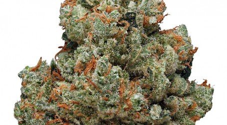 כמדוג – Chemdawg