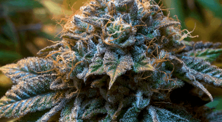 דורבן פויזן – Durban Poison