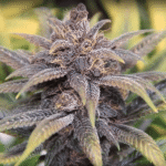 פרפל קוש – Purple Kush