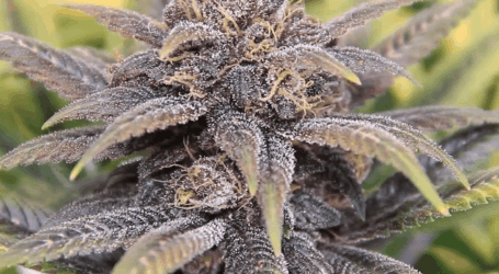 פרפל קוש – Purple Kush
