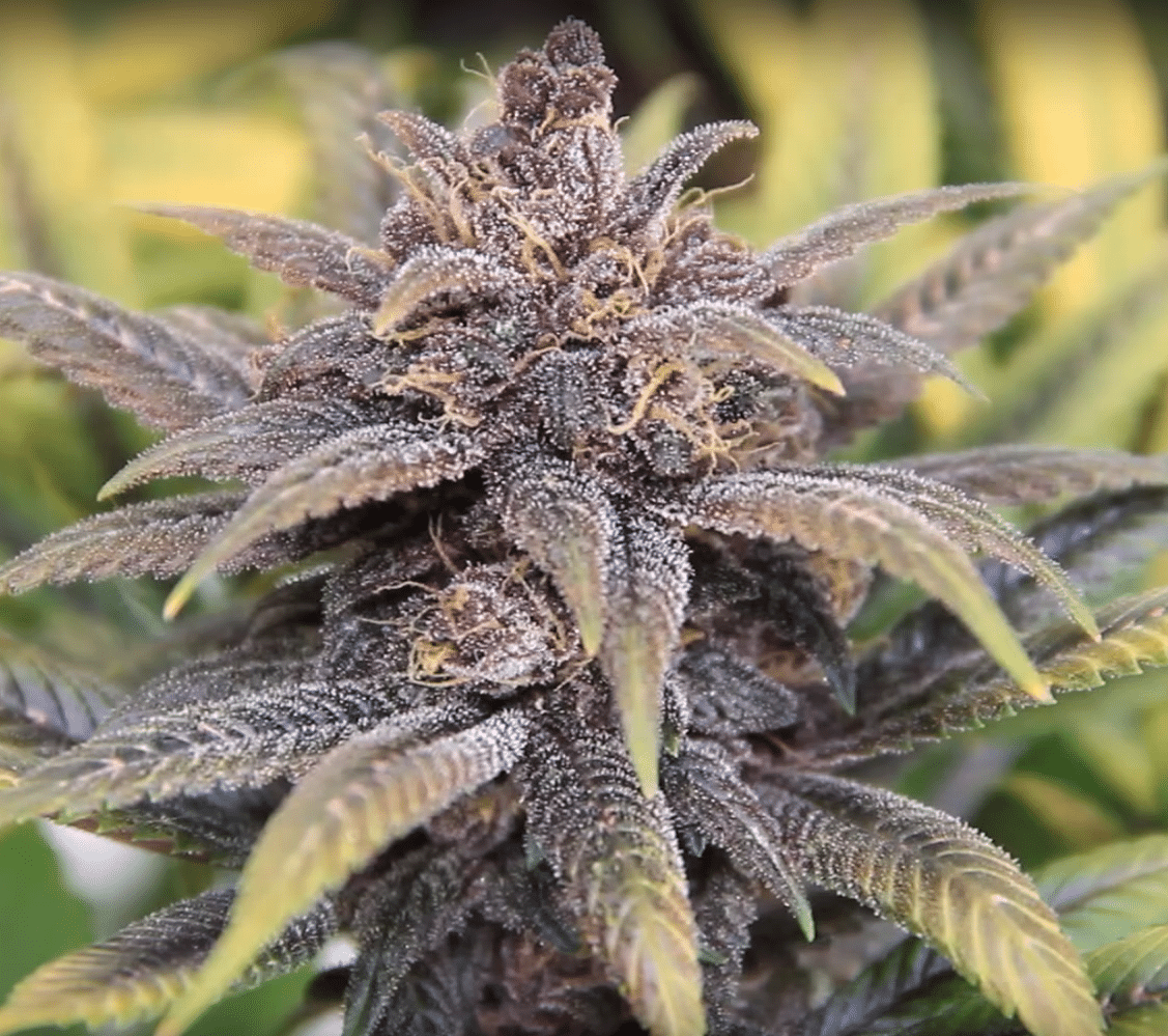 פרפל קוש – Purple Kush