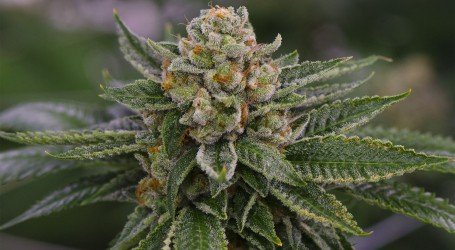 סקייווקר אוג’י – Skywalker OG