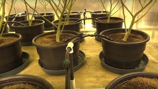 ציוד איכותי ומסודר לצורך גידול קנאביס - הדרך הבטוחה להצלחה