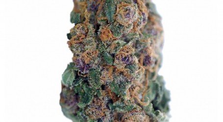בלוברי קוש – Blueberry Kush