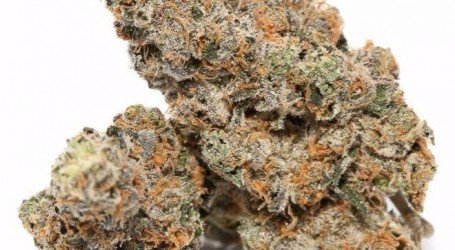 קנדילנד –  Candyland