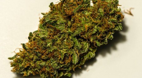 קנאטוניק – Cannatonic