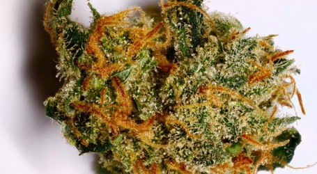 איילנד סוויט סקאנק – Island Sweet Skunk