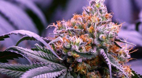 אובמה קוש – Obama Kush