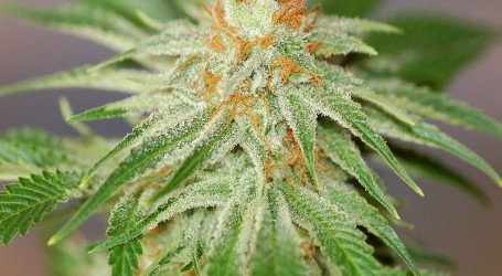 אורנג’ קוש – Orange Kush