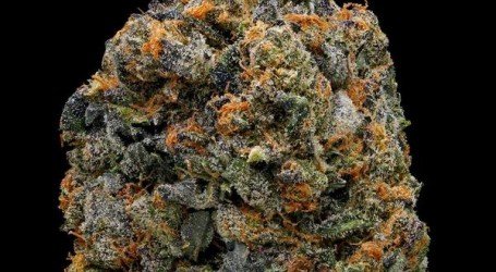 פלטינום ג’י.אס.סי – Platinum GSC