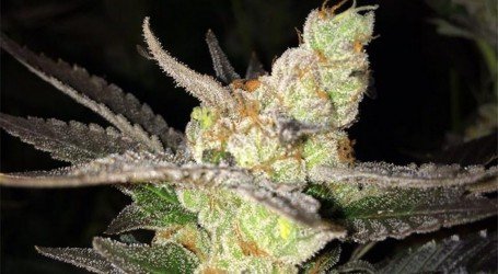 סאוור אוג’י – Sour OG