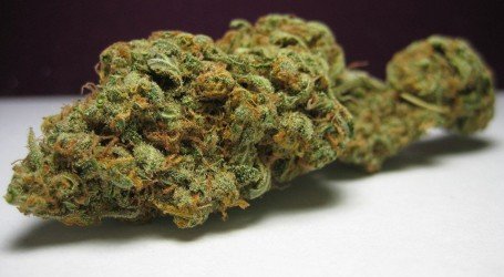 סופר סילבר הייז – Super Silver Haze