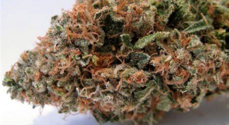 טי.או.קיי – Tahoe OG Kush