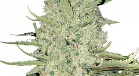 ווייט ווידו – White Widow