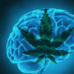 חסינים לוויד? כך שוברים עמידות ל-THC