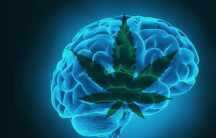 חסינים לוויד? כך שוברים עמידות ל-THC