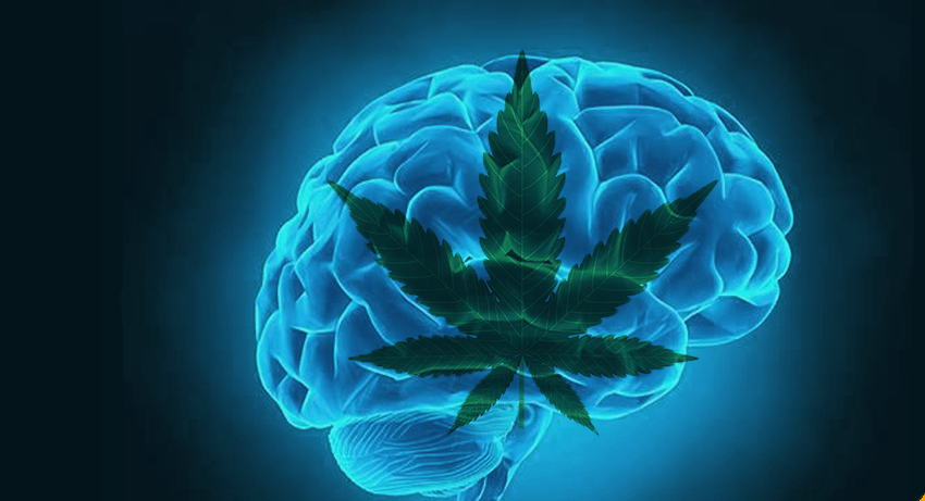 חסינים לוויד? כך שוברים עמידות ל-THC