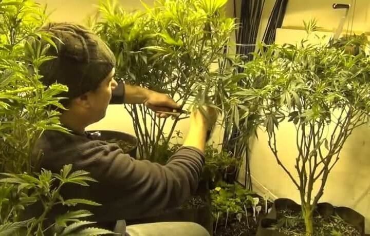 נכנסים לשגרה: גיזום ותחזוקה שוטפת בעת הגידול