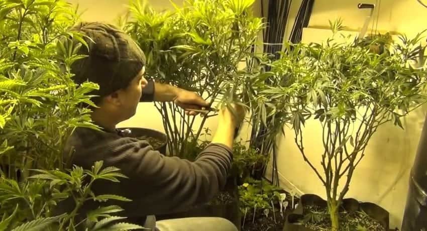 נכנסים לשגרה: גיזום ותחזוקה שוטפת בעת הגידול