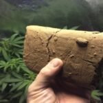 מילון הקנאביס השלם – מושגים ומונחים שחייבים להכיר