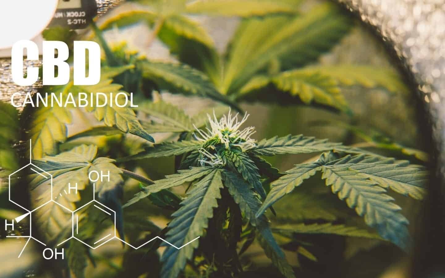 מה זה CBD ואיך הוא עוזר לנו? התרופה של הטבע