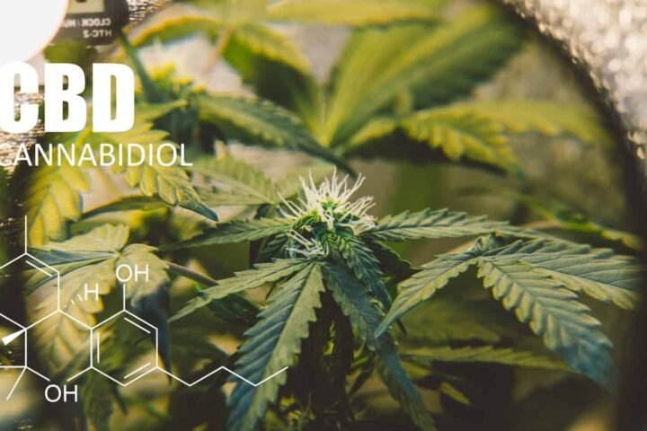 מה זה CBD ואיך הוא עוזר לנו? התרופה של הטבע