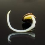 גידול קנאביס למתחילים – חלק 1 – הנבטה