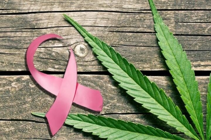 מחקר מראה: CBD מונע התפתחות גרורות סרטן השד