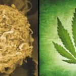 מחקר מראה: CBD מונע התפתחות גרורות סרטן השד