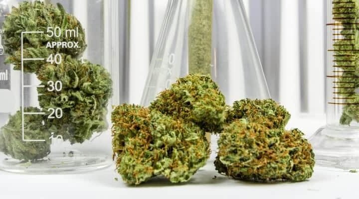 מחקר מראה: CBD מונע התפתחות גרורות סרטן השד