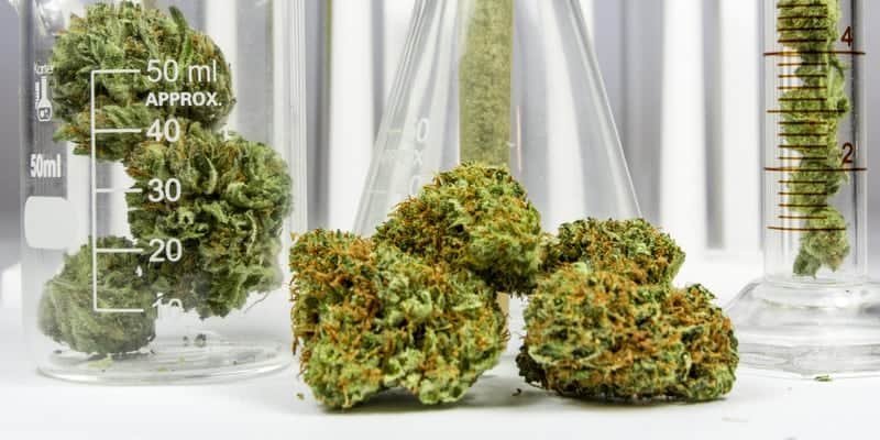 מחקר מראה: CBD מונע התפתחות גרורות סרטן השד