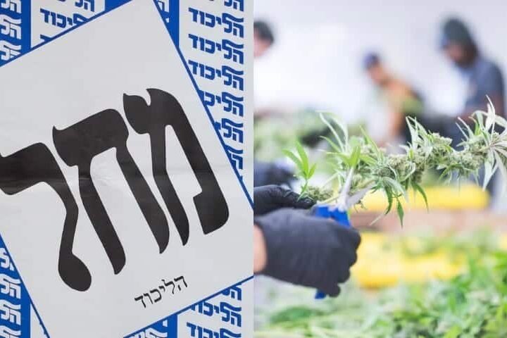 הליכוד ניצח, הקנאביס הפסיד – עכשיו מחכים לביבי